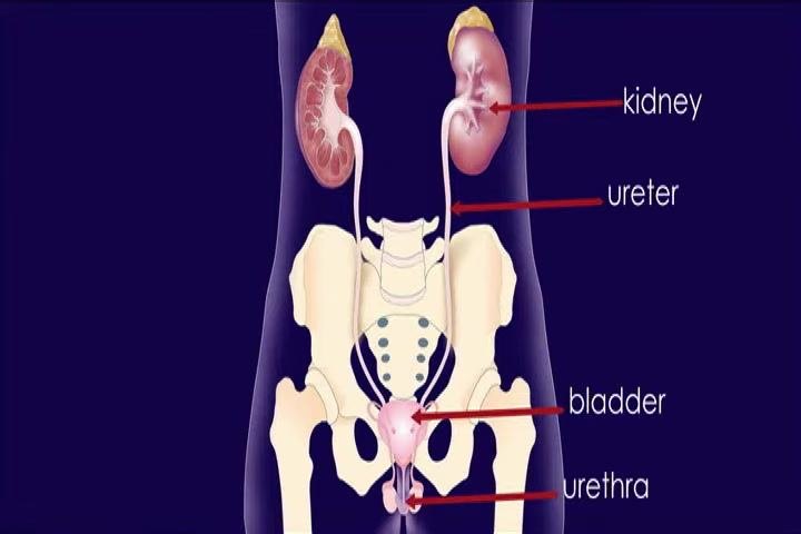 Anatomical diagram of the kidneys, ureters, bladder, and urethra, each labeled