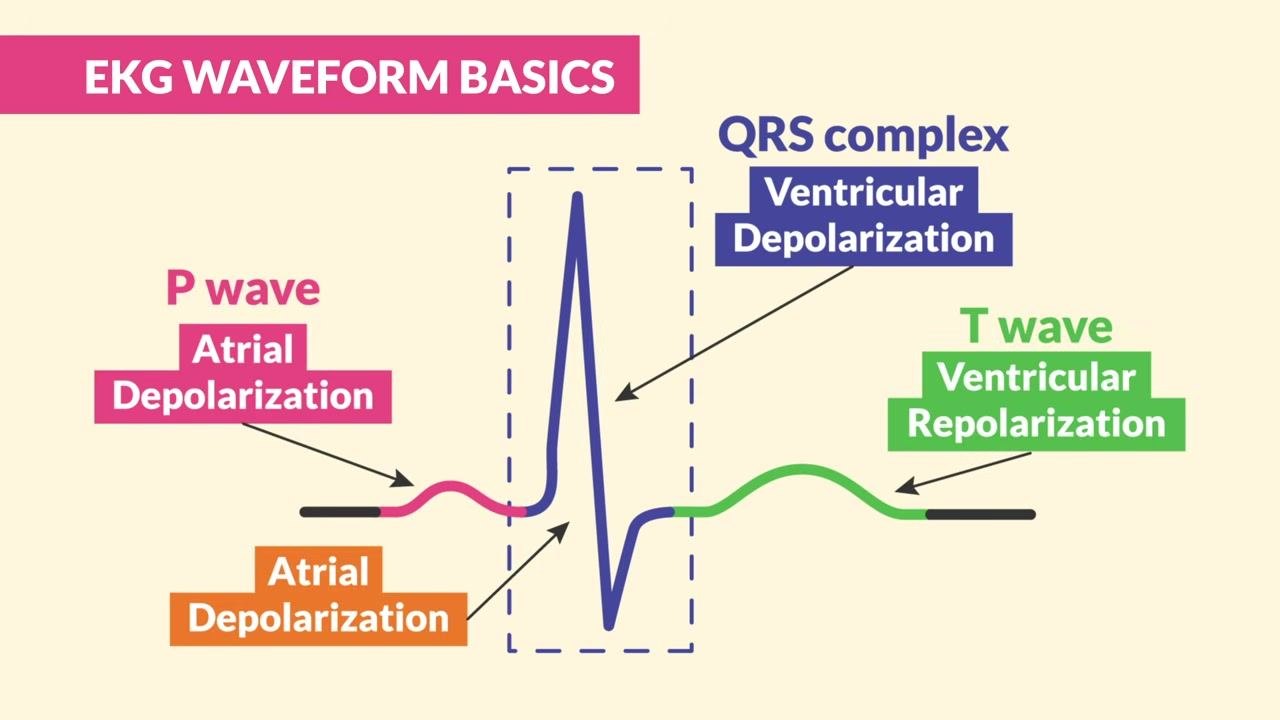 The QRS complex is boxed on an EKG waveform, with the text "V = Ventricles" shown below it.
