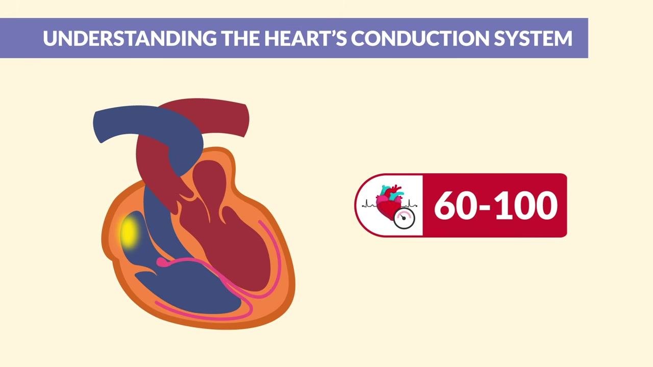 A cross-section of the heart highlights the SA node, with a label showing "60–100" beats per minute.