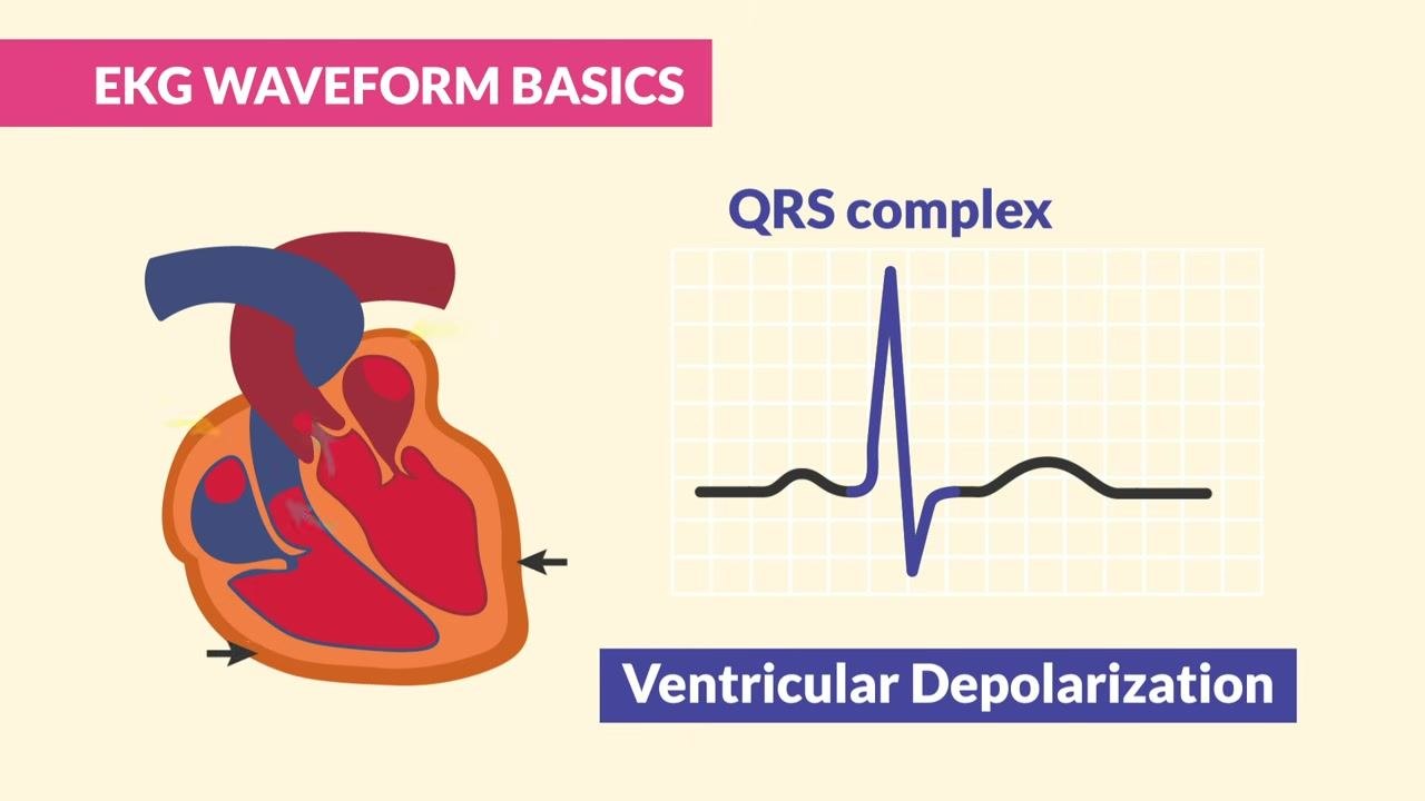 A heart diagram appears beside a labeled EKG waveform highlighting the QRS complex as "Ventricular Depolarization."