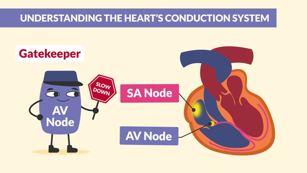 An illustration of the AV node holds a "SLOW DOWN" sign and is labeled "Gatekeeper," with the SA node and AV node locations marked on a heart diagram.