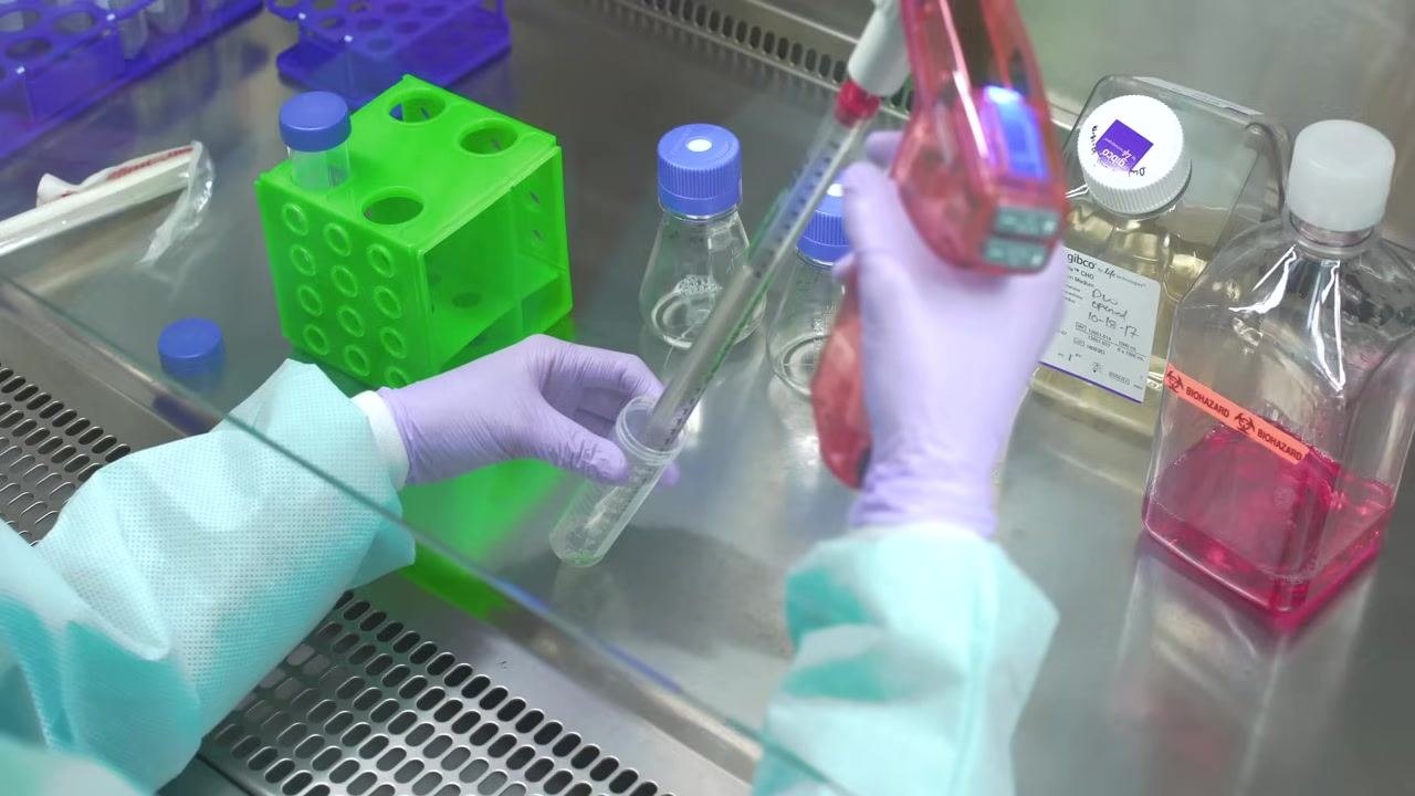 Gloved hands placing capped Erlenmeyer flasks with cell culture medium onto a shelf inside a Thermo-labeled laboratory incubator, alongside flasks already containing red medium