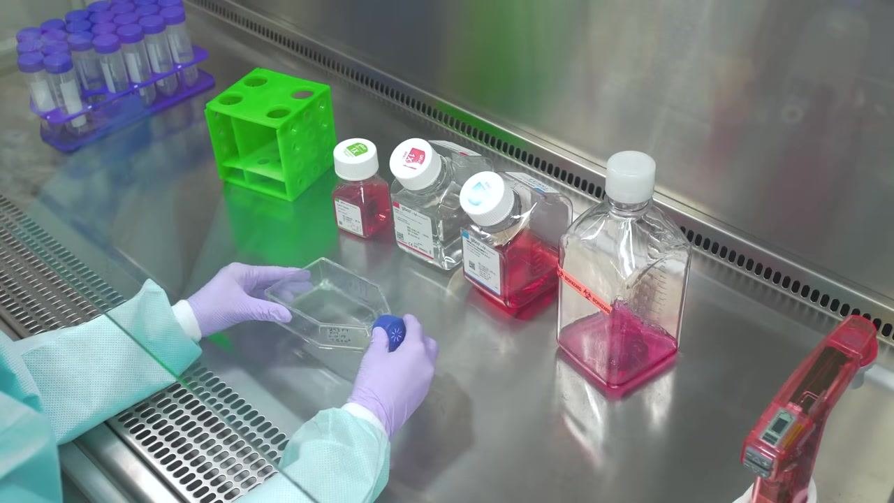 Gloved hands holding a capped cell culture flask after removing the salt solution