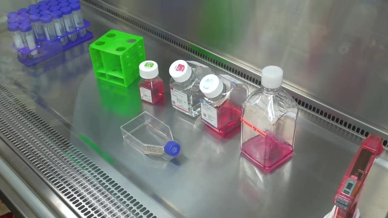 Gloved hands holding a cell culture flask with a blue cap inside a biosafety cabinet, surrounded by bottles of media and reagents, with tube racks visible
