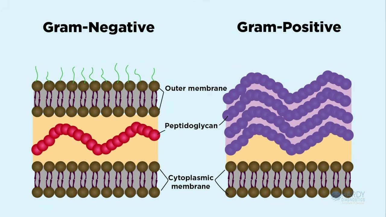 Diagram showing two circles labeled "Gram-negative" (white) and "Gram-positive" (purple/blue) on a purple background, with the Hardy Diagnostics logo