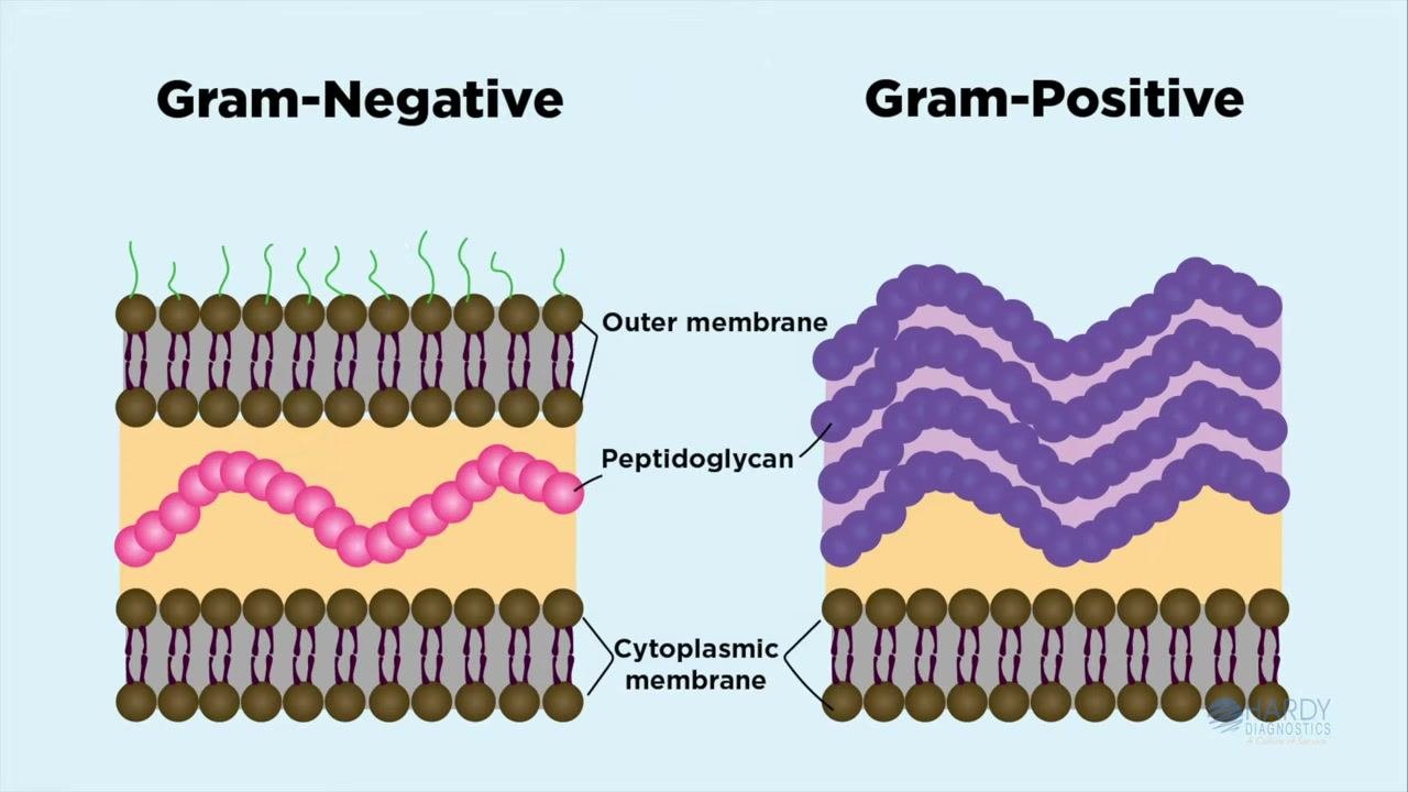 Side-by-side diagram comparing gram-negative and gram-positive cell wall structures, with labeled layers