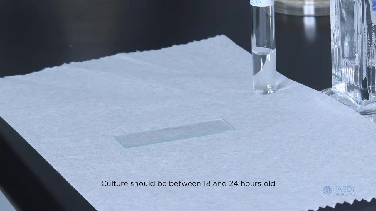 A gloved hand uses a blue sterile loop to swirl a drop of liquid on a microscope slide, which is placed on a paper towel. A labeled vial and other lab equipment are nearby.