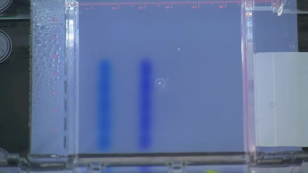 Top-down view of the gel box with blue dye fronts clearly separated and advanced further into the gel, bubbles still visible on the left, ruler markings at the top