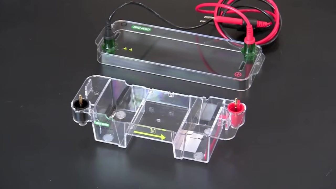 Mini subcell with the black negative and red positive electrodes clearly marked, gel chamber ready to receive the gel