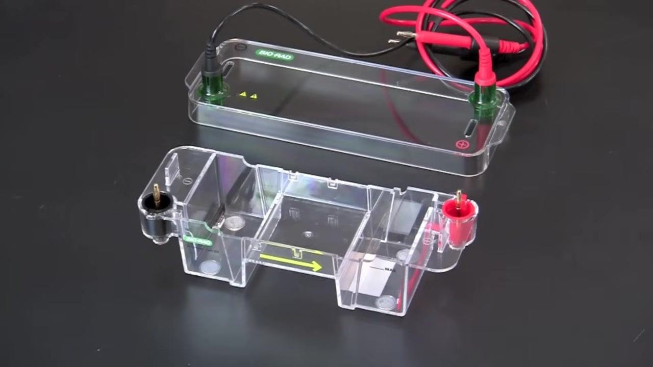 Close-up showing the buffer level above the gel and wells, with the BIO-RAD Mini-Sub Cell GT label visible