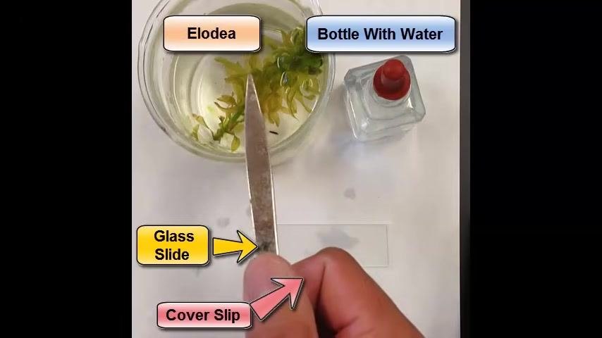 Top-down view of a bowl with Elodea plant in water, a dropper bottle with a red cap, a glass slide, and a cover slip on a white surface.