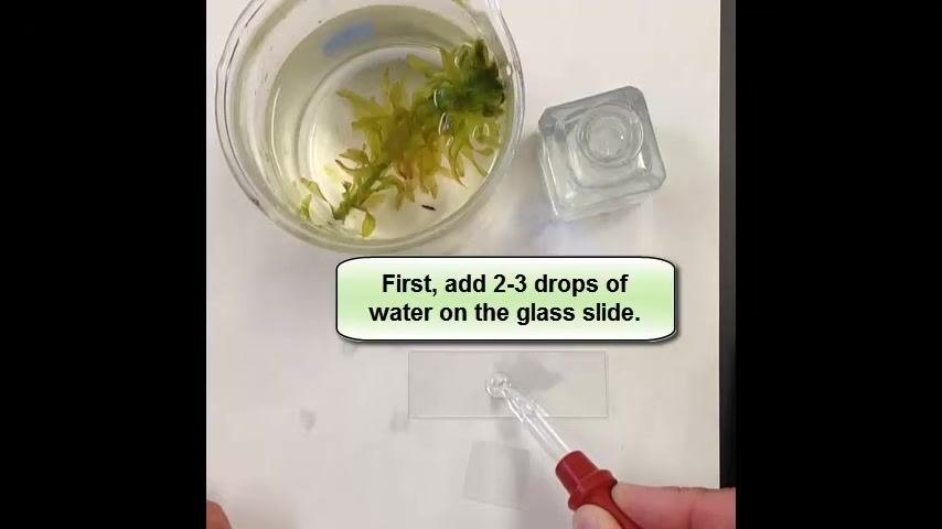 A hand uses tweezers to lower an Elodea leaf into the water drops on the glass slide, with instructional text reading: "Second, lower specimen into the water drops."