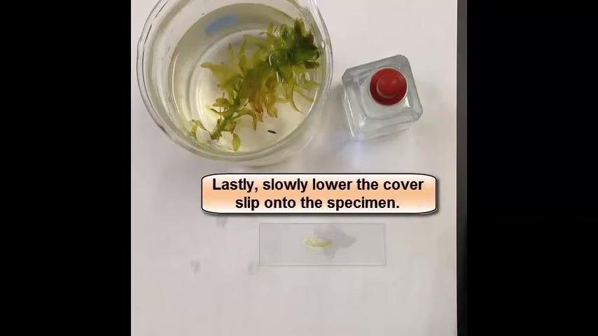 A hand positions the cover slip at an angle, ready to lower it onto the specimen, with instructional text reading: "Lastly, slowly lower the cover slip onto the specimen."