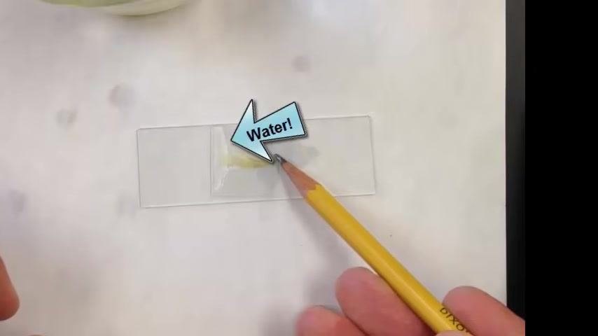 A hand uses a yellow pencil to support the cover slip as water spreads underneath it, with the word "Water!" labeled by an arrow pointing to the water on the slide.