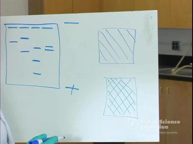 Two squares drawn on a whiteboard: one with sparse lines representing a loose 0.8% gel mesh, and one with a dense crisscross pattern representing a tight 1% gel mesh