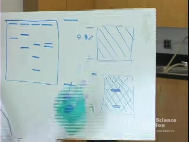 Two labeled gel diagrams on a whiteboard: "0.8%" with a band farther from the well, and "1%" with a band closer to the well