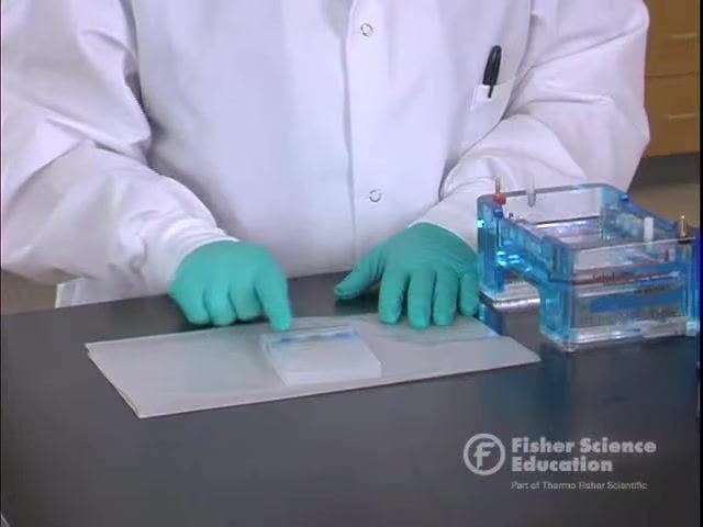 Pointing to the gel on wax paper, highlighting dye bands across suspect lanes and the crime scene lane for comparison