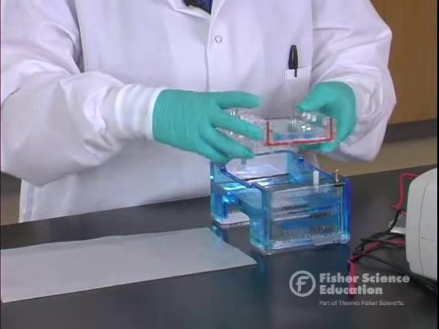 Lifting the gel tray out of the electrophoresis chamber while excess buffer drains off