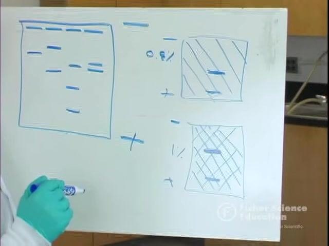 Pointing to bands on a gel diagram, comparing patterns between a child, mother, and two possible fathers across labeled lanes
