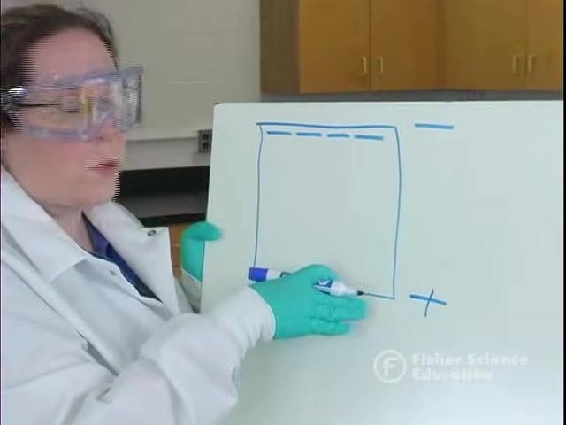 Explaining a gel diagram and highlighting bands of equal size and their relative positions