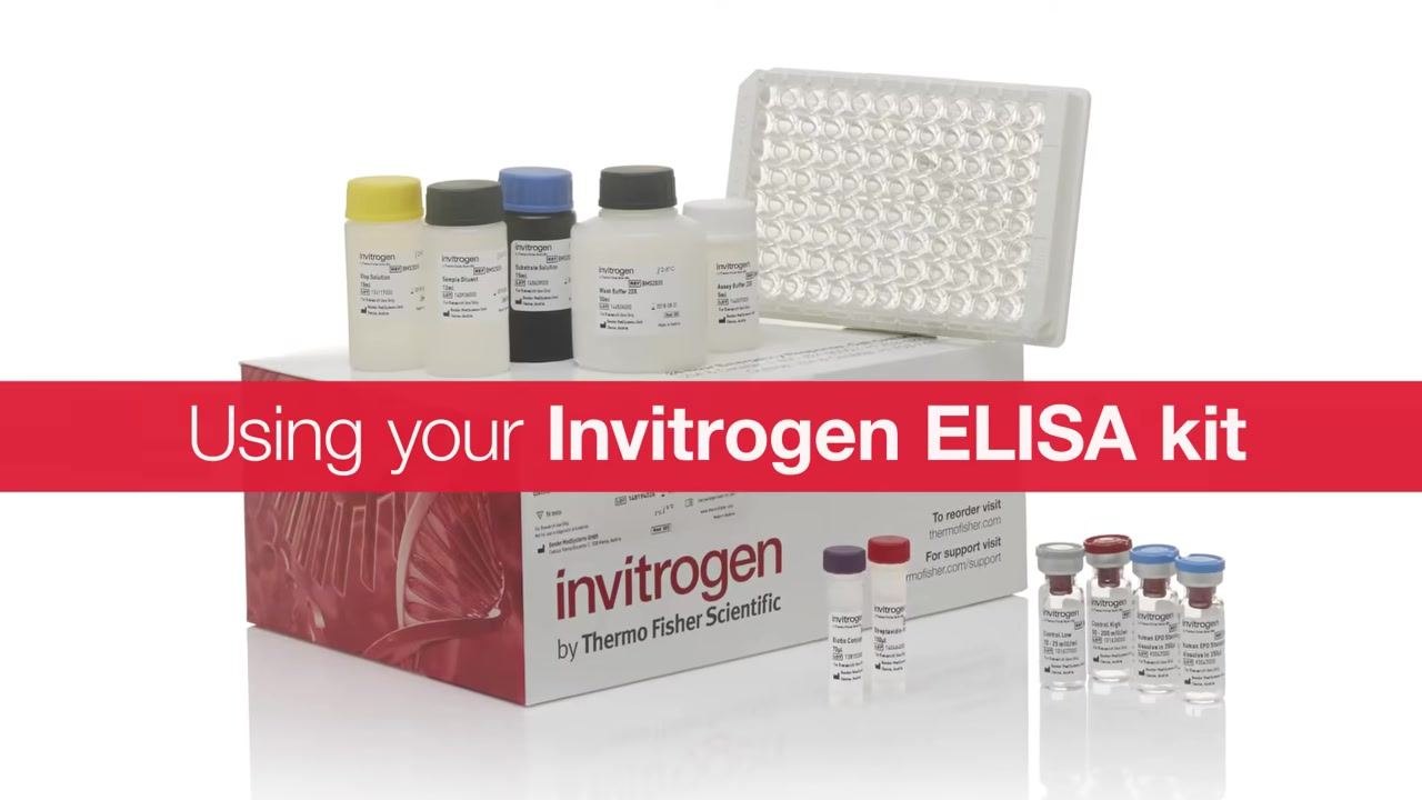 Kit components, including the ELISA plate, labeled buffer bottles, standards, and reagents, arranged on the Invitrogen kit box with the on-screen title "Using your Invitrogen ELISA kit."