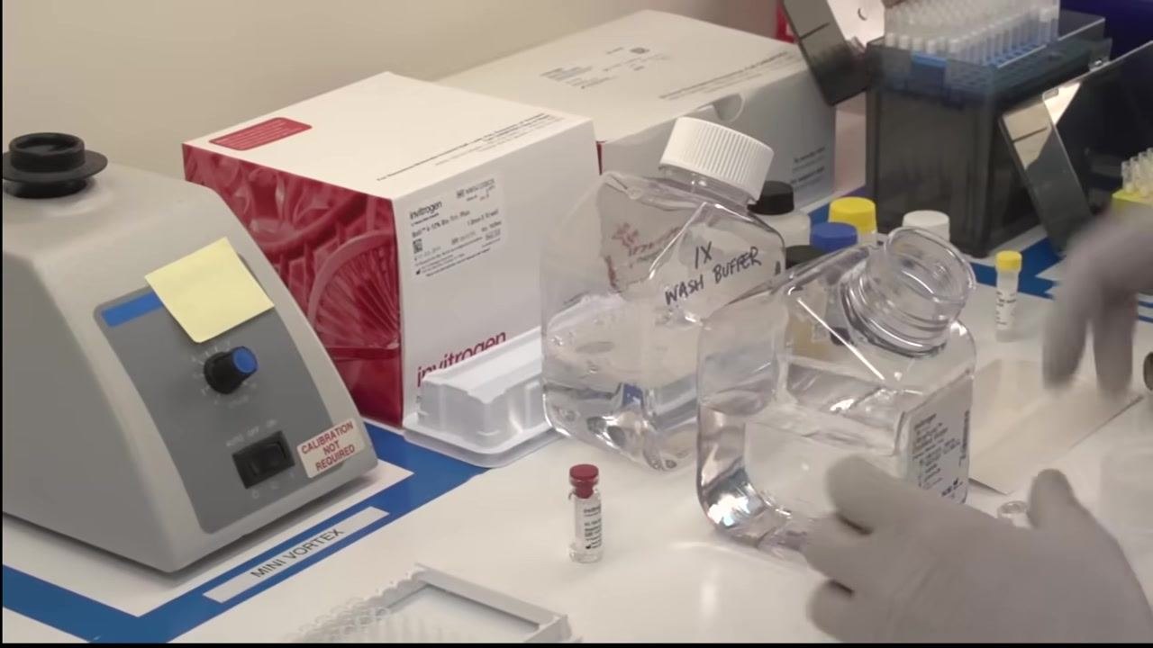 Technician pipetting into a row of tubes held in a blue rack, with wash buffer and standard vials nearby.