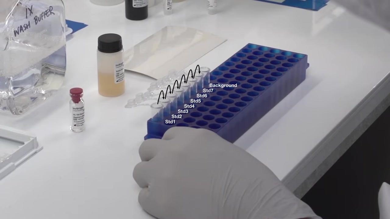 Gloved hand holding a blue rack of labeled tubes (Std1–Std7, Background) while pipetting into strip tubes, with the 1X Wash Buffer bottle and ELISA plate on the bench.