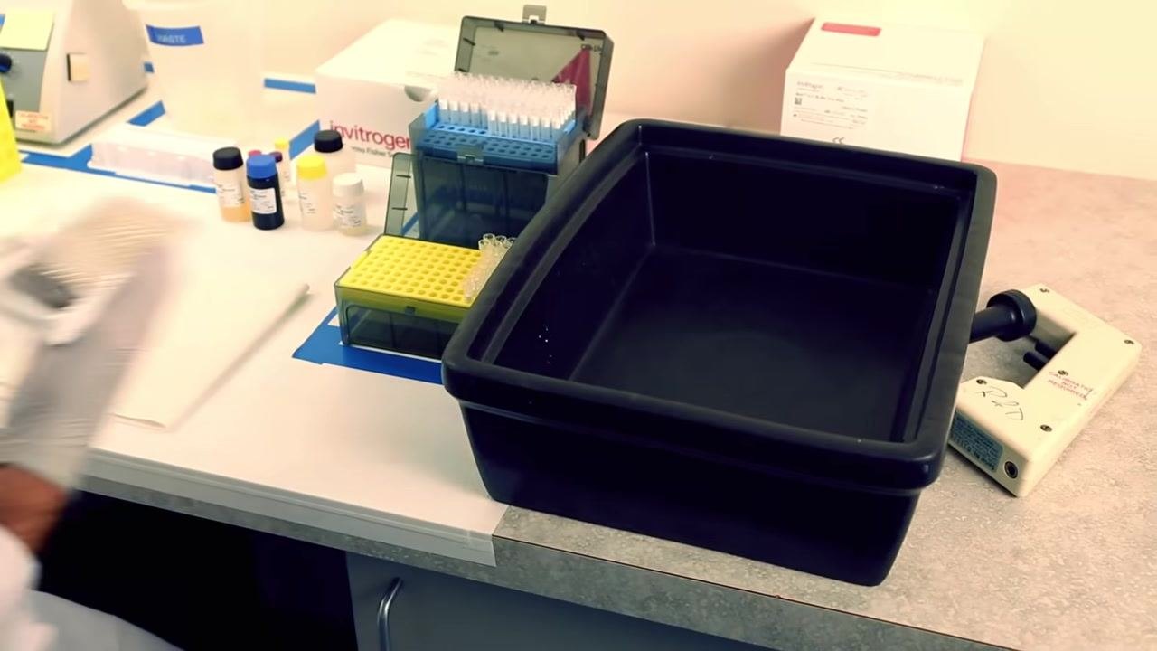 Gloved hands preparing the streptavidin-HRP conjugate by adding buffer to a labeled tube, with pipettes and the ELISA plate on the bench.