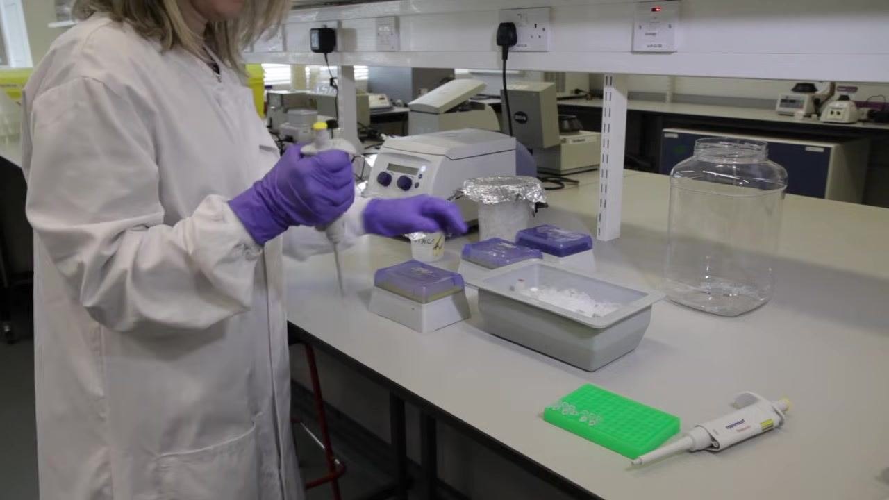 Scientist in lab coat and purple gloves pipetting into tubes on ice, with pipette tip boxes, a green tube rack, and a pipette visible on a laboratory bench