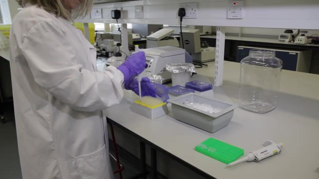 Scientist pipetting into a yellow tip box, with tubes on ice and labeled racks visible