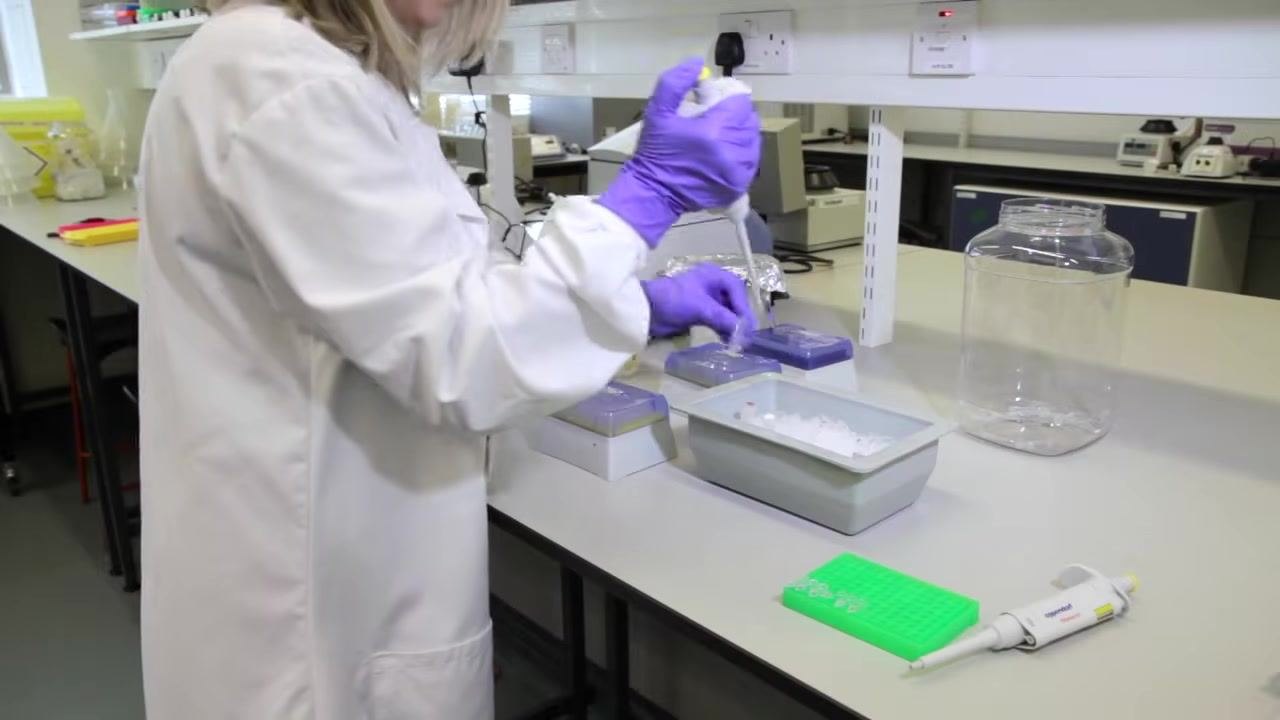 Scientist pipetting into tubes on ice, with labeled racks and pipette tip boxes visible