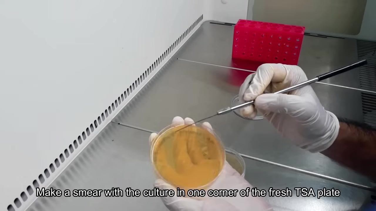 A gloved hand continues to make a smear with the inoculating loop in one corner of the TSA plate.