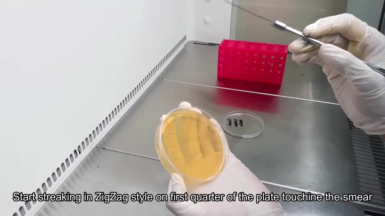 A gloved hand holds a TSA plate while the other hand uses a sterile inoculating loop to streak in a zigzag pattern on the first quarter of the plate.