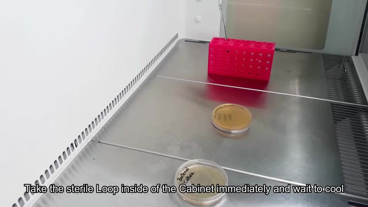 A gloved hand places the sterile inoculating loop into a pink tube rack inside the biological safety cabinet.