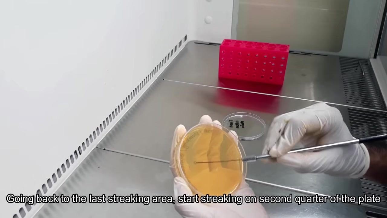 A gloved hand uses the inoculating loop to streak the second quarter of the TSA plate, starting from the last streaking area.