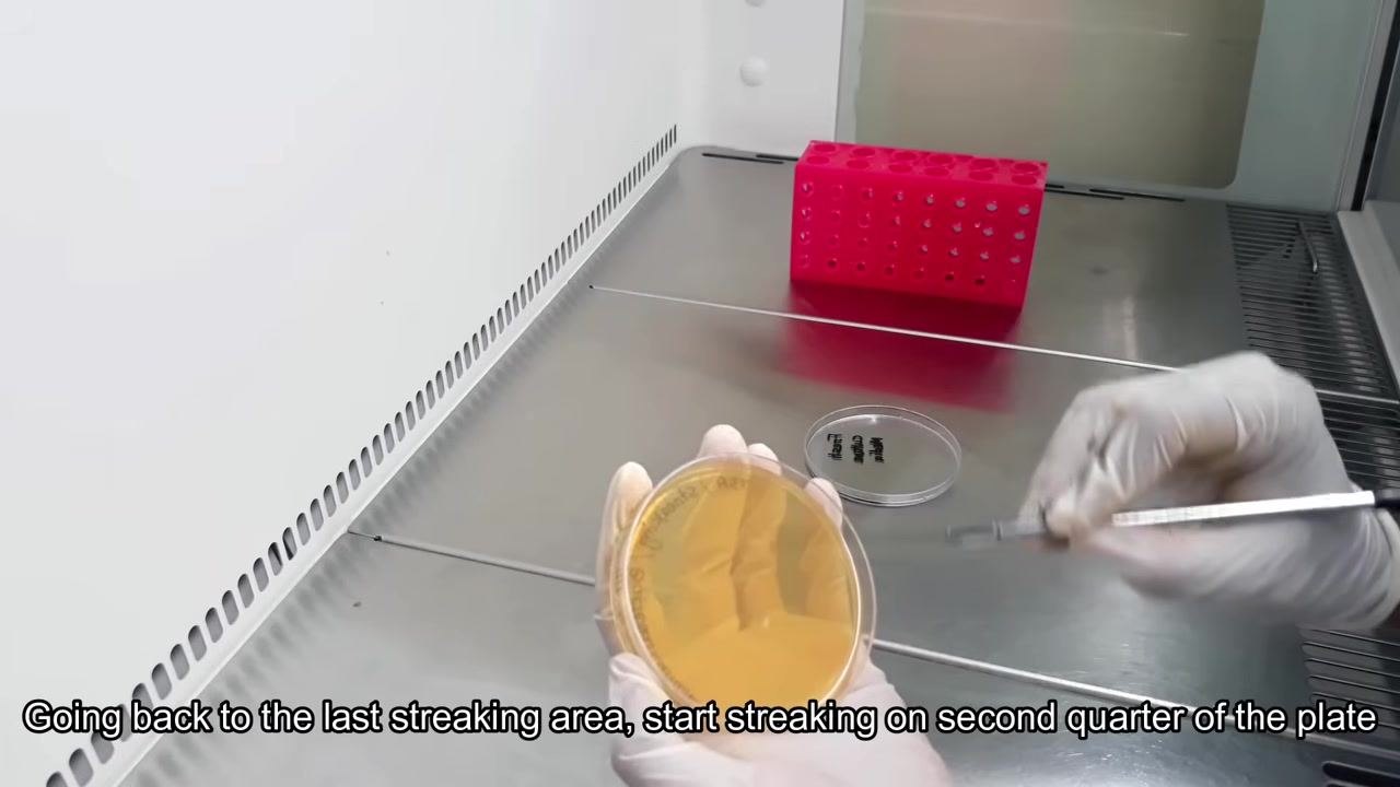 A gloved hand holds a TSA plate while the other hand uses a sterile inoculating loop to streak the third and fourth quarters of the agar.