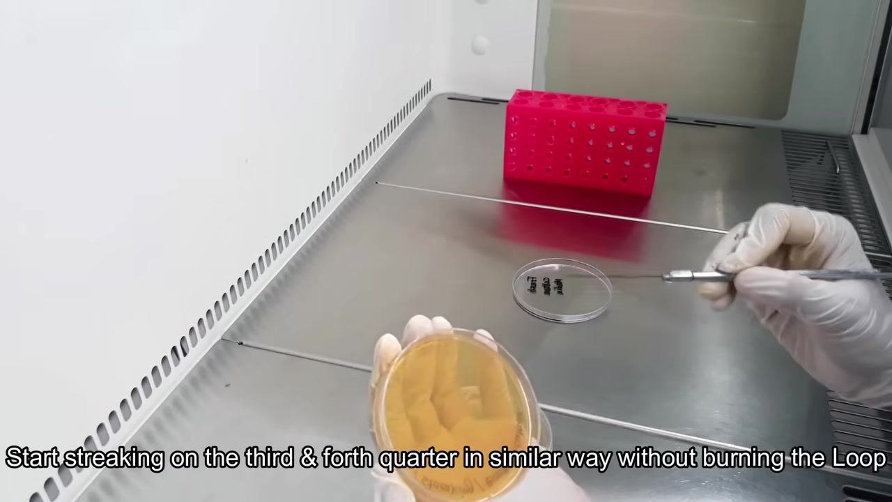A gloved hand holding a petri dish with agar and another gloved hand holding an inoculating loop on a stainless steel work surface inside the biological safety cabinet.