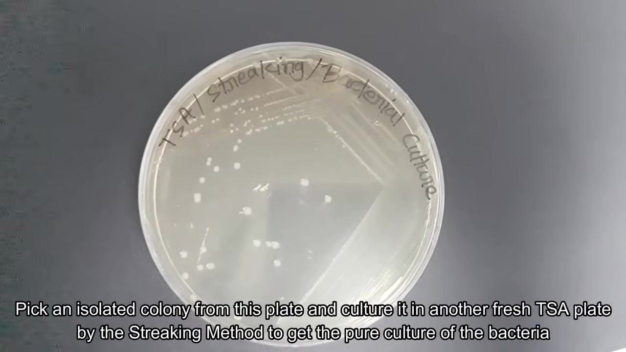 A petri dish labeled "TSA/Streaking/Bacterial Culture" with isolated colonies visible on the agar surface.