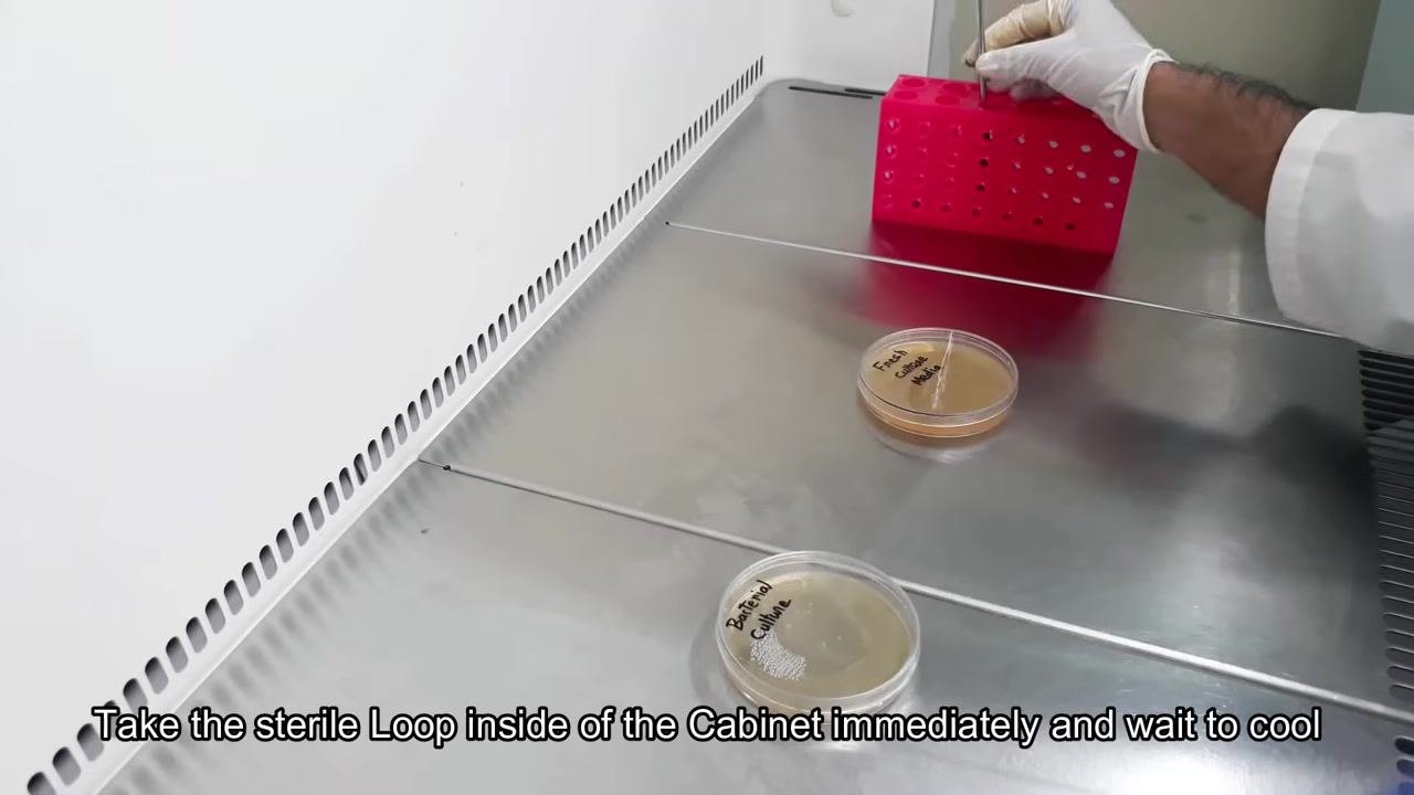 A gloved hand holds a nichrome wire inoculating loop in the flame of a spirit lamp, sterilizing it until red hot.