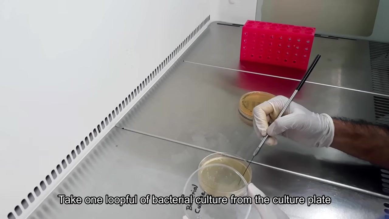 A gloved hand uses the inoculating loop to collect bacteria from a petri dish labeled "Bacterial Culture."
