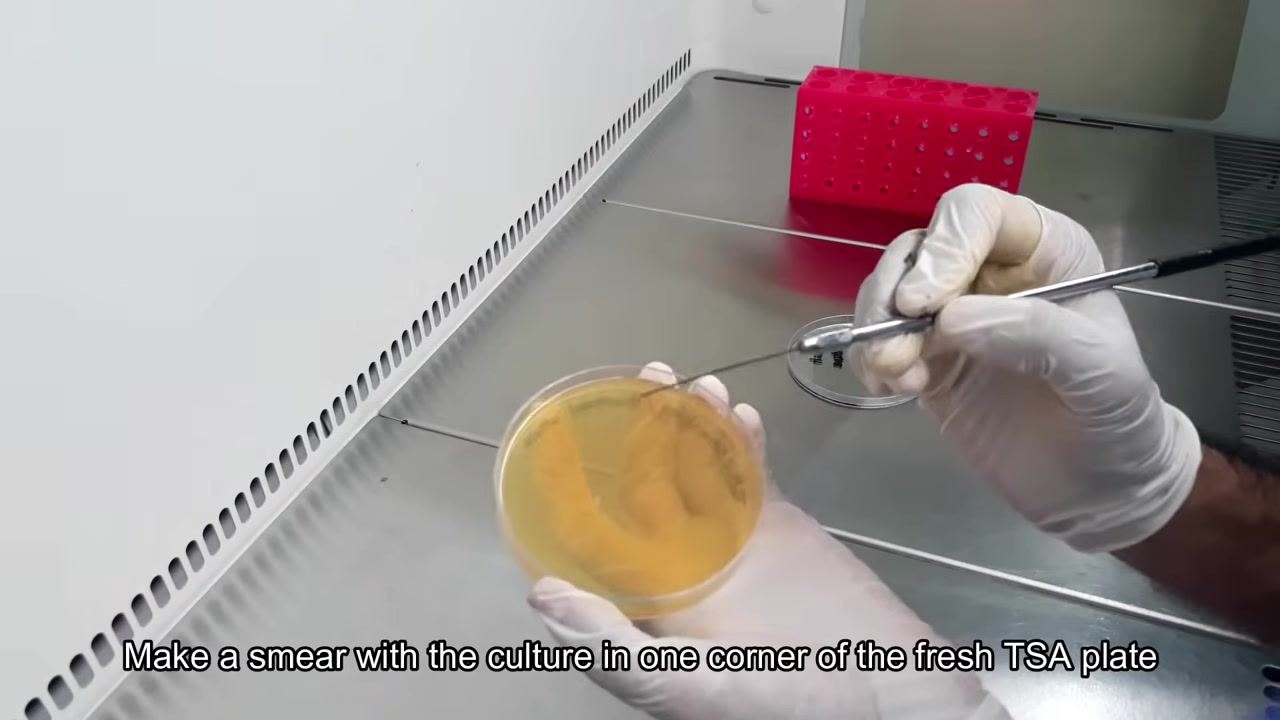 A gloved hand uses the inoculating loop to make a smear with the bacterial culture in one corner of a fresh TSA plate.