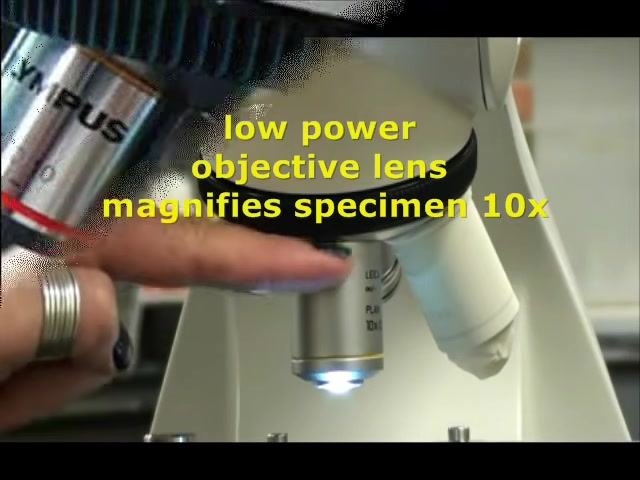 Hand pointing to the low power objective lens with a yellow band, labeled "low power objective lens magnifies specimen 10x".