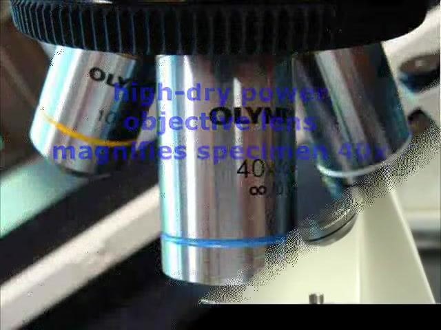 Microscope objective lens labeled "40X/0.65" with overlaid text: "high-dry power objective lens magnifies specimen 40x".