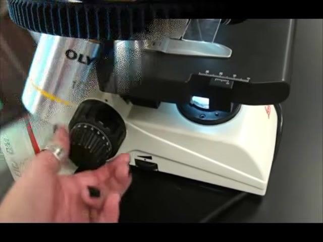 Close-up of microscope nosepiece showing three objective lenses: 10x (yellow band), 40x (blue band), and 100x (white band), with the 40x lens centered.