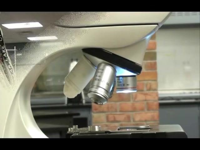 Person in a laboratory sweater adjusting a microscope, ensuring the stage is lowered and the shortest objective is in place.