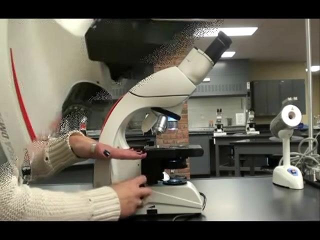 Person using the focus knobs on the side of the microscope to adjust the stage height, in a laboratory setting.