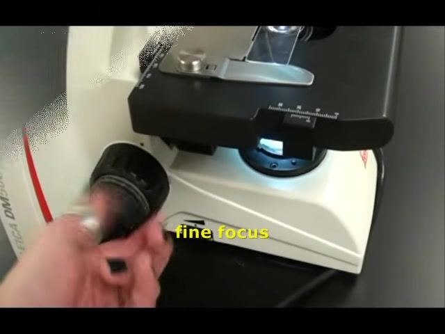 Hand adjusting the fine focus knob on the side of the microscope, with the label "fine focus" visible and the stage and slide illuminated.