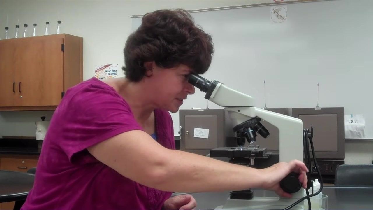 Instructor demonstrating microscope setup while adjusting the coarse focus knob and looking through the eyepiece; a slide is on the stage, with lab safety posters and cabinets in the background.