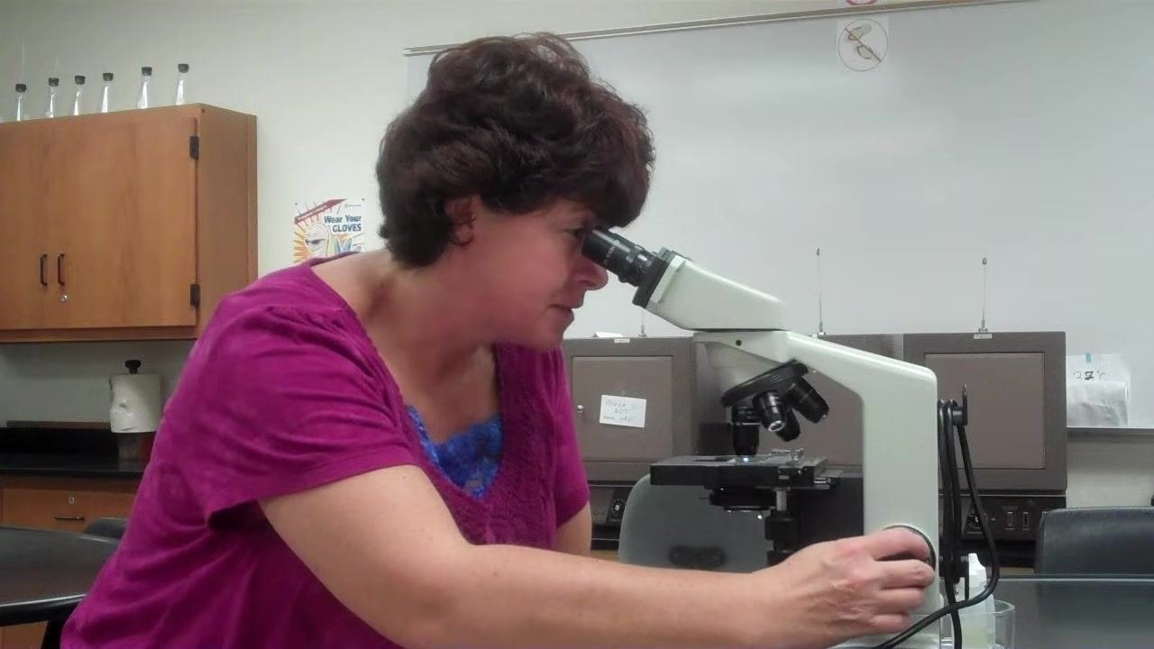 Instructor looking through the microscope and adjusting the fine focus knob to achieve a clear image under the 100x objective.