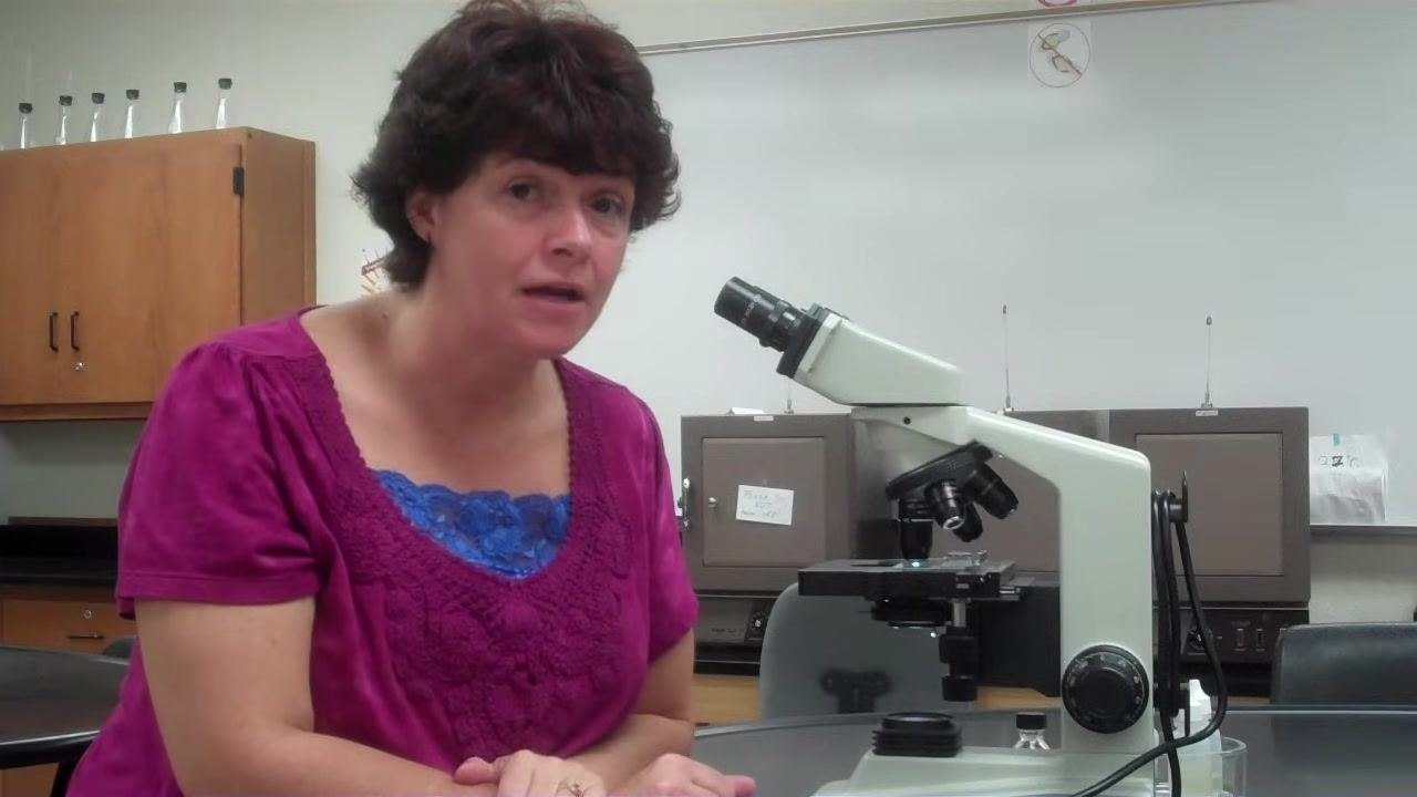 Instructor explaining the need to return to the 10x objective if the specimen cannot be found under 100x.